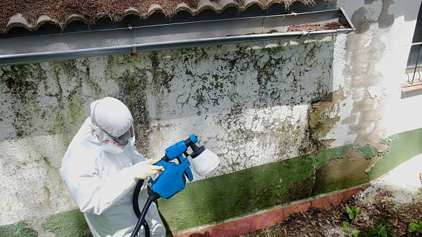 Mold Removal service in Glenwood